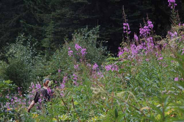 wildflowers